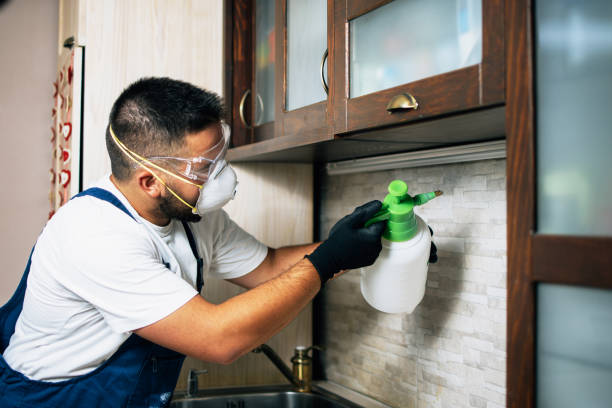 Best Affordable Pest Control Services  in Maria Stein, OH