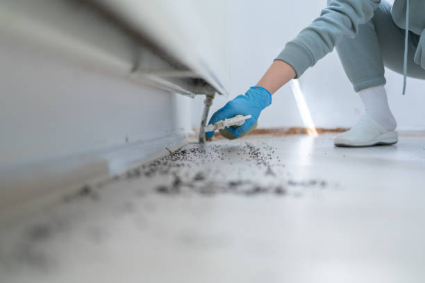 Wasp Removal Services in Maria Stein, OH